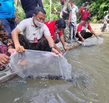Nila Tak Hanya Nyatnyat, Lele Tak Hanya Pecel | Ini 5 Program Prioritas DKPP Buleleng untuk Cadangan Pangan