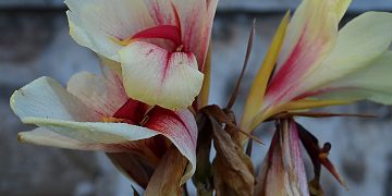 Ciwa Ratri, Momentum Menghentikan Proses Pembusukan Diri