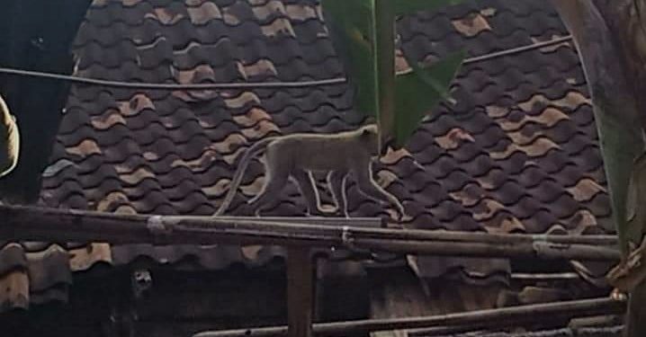 Karma Itu Nyata | Kisah “Penjarah” dari Hutan yang Masuk Rumah