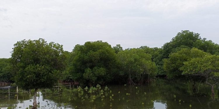 “Perselingkuhan” yang Indah dan Membanggakan di Pantai Karang Sewu Gilimanuk