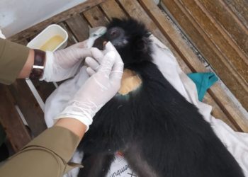 Kisah Pilu Ibu Lutung di Hutan Gilimanuk: Anak Diculik, Luka Bahu Luka Hati dan Depresi