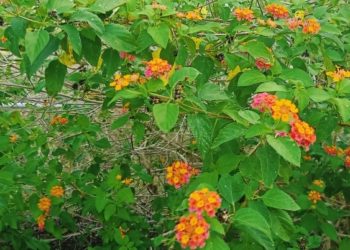 Cerita Pohon Prasi di Nusa Penida | Dulu Jadi “Mimis Bedil”, Kini Nyaris Tak Dikenal