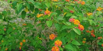 Cerita Pohon Prasi di Nusa Penida | Dulu Jadi “Mimis Bedil”, Kini Nyaris Tak Dikenal