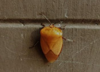 Kencing “Sepii”, Kesambi dan Memori Anak 90-an di Nusa Penida