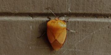 Kencing “Sepii”, Kesambi dan Memori Anak 90-an di Nusa Penida