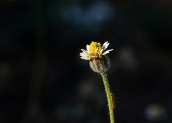 “Idea-Puisika” & “Idea-Masa Lalu”