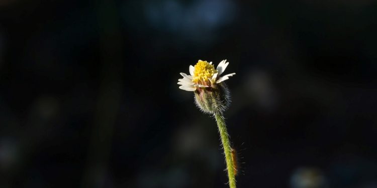 “Idea-Puisika” & “Idea-Masa Lalu”