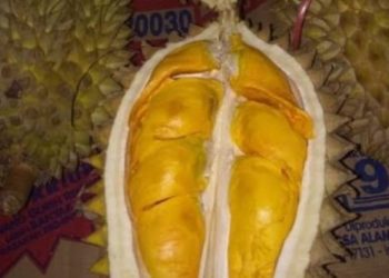 Ada Durian Emas di Desa Tajun | Yang Punya Pohonnya Bisa Hidup Sejahtera