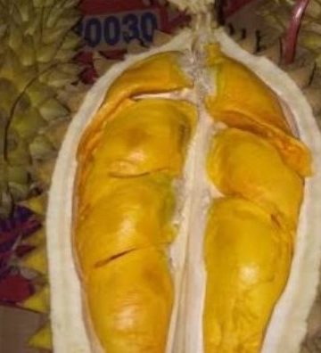Ada Durian Emas di Desa Tajun | Yang Punya Pohonnya Bisa Hidup Sejahtera