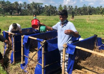 Setelah Panen, Jerami Jangan Dibakar, Jadikan Kompos