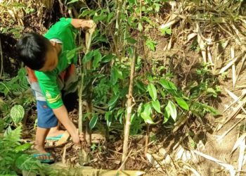 “Kasih Sayang untuk Pohon-Pohon” | Pemuda Kayoman Rawat Pohon yang Ditanam Sejak 2016
