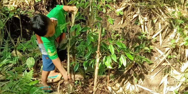 “Kasih Sayang untuk Pohon-Pohon” | Pemuda Kayoman Rawat Pohon yang Ditanam Sejak 2016