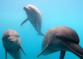 Jangan Ragu, Pulang, Pulanglah ke Laut Lepas! — Kisah Haru Tiga Lumba-Lumba