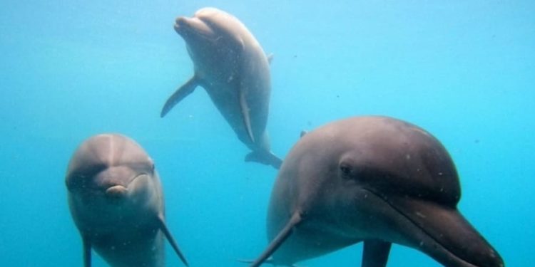 Jangan Ragu, Pulang, Pulanglah ke Laut Lepas! — Kisah Haru Tiga Lumba-Lumba