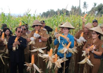 Gerakan Tanam Jagung di Desa Gadungan: 2 Kali Jagung, 1 Kali Padi
