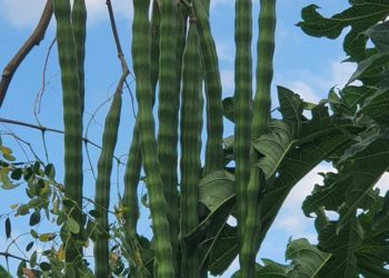 Kelor Unggul dari Lokapaksa, Buahnya 1 Meter, Daunnya Jadi Teh dan Tepung