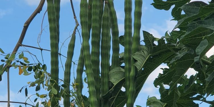 Kelor Unggul dari Lokapaksa, Buahnya 1 Meter, Daunnya Jadi Teh dan Tepung