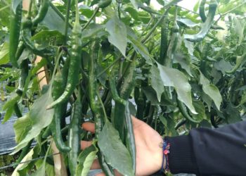 Dikiranya Gampang Menanam Cabai