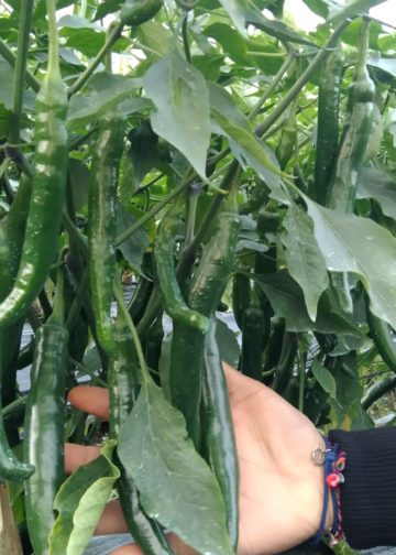 Dikiranya Gampang Menanam Cabai