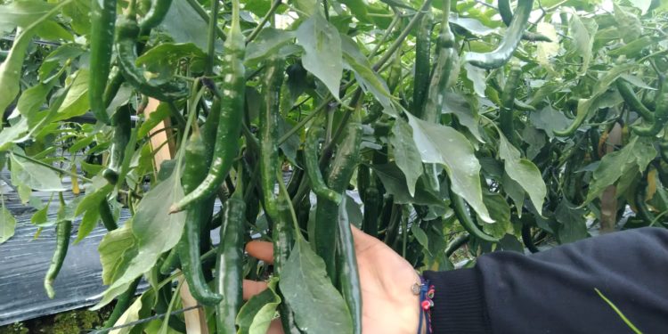 Dikiranya Gampang Menanam Cabai