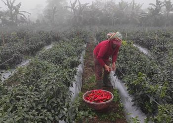 Tekan Inflasi di Buleleng: Pemkab Membantu, Petani Cabai pun  Giat dan Tenang
