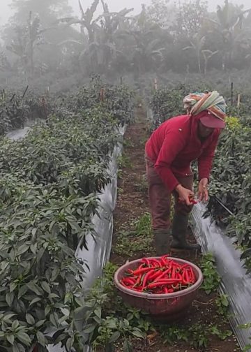 Tekan Inflasi di Buleleng: Pemkab Membantu, Petani Cabai pun Giat dan Tenang