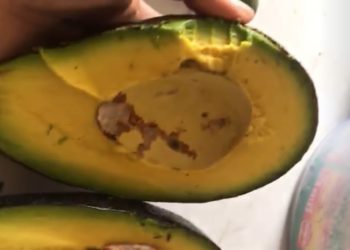 Van Jelbo, Alpukat dari Madenan, Jadi Pelengkap Sushi di Restoran Jepang