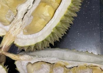 Kisah Ki Raja & Mantun, Durian Lokal dari Madenan dan Keluarga yang Merawatnya