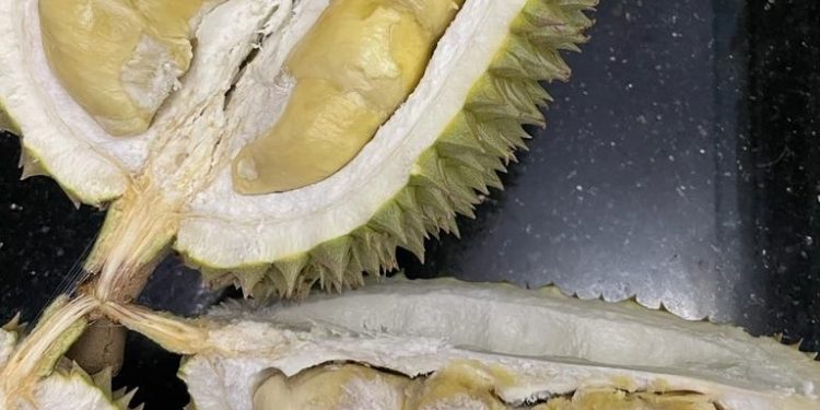 Kisah Ki Raja & Mantun, Durian Lokal dari Madenan dan Keluarga yang Merawatnya