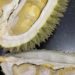 Kisah Ki Raja & Mantun, Durian Lokal dari Madenan dan Keluarga yang Merawatnya