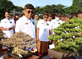 Ada Bonsai dari Vietnam pada Kontes dan Pameran Bonsai Nasional di Denpasar