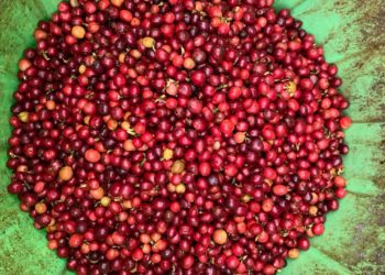 Hati-hati, Sangrai Kopi Dengan Suhu Tinggi Bisa Munculkan Ancaman Akrilamida