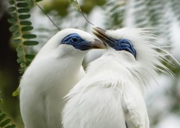 Curik Bali, Maskot Pemilu 2024 Itu Dilepas 60 Ekor di Alam Liar Hutan Bali Barat