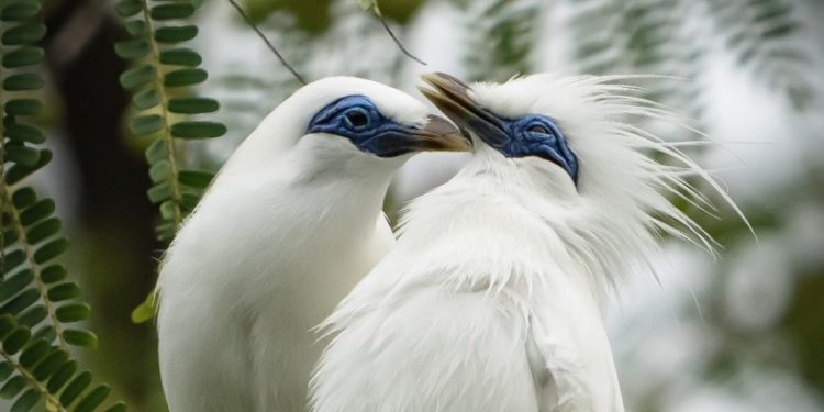 Curik Bali, Maskot Pemilu 2024 Itu Dilepas 60 Ekor di Alam Liar Hutan Bali Barat