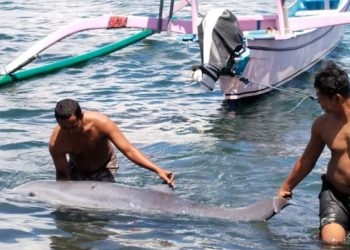 Lumba-Lumba Mati, Terdampar di Pantai Penimbangan