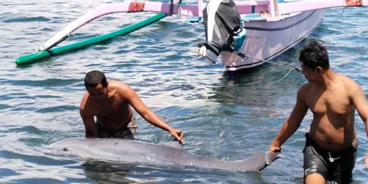 Lumba-Lumba Mati, Terdampar di Pantai Penimbangan