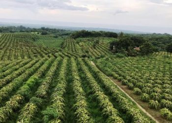 Kebun Buah Naga Pada Sepanjang Mata Memandang di Desa Bulian