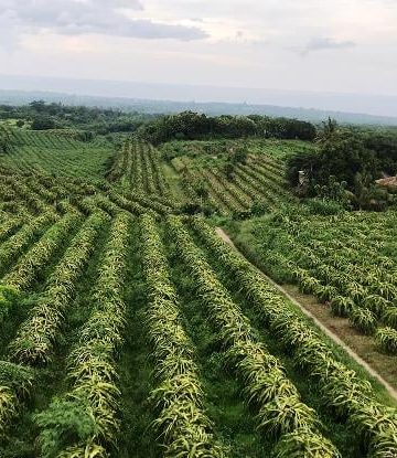 Kebun Buah Naga Pada Sepanjang Mata Memandang di Desa Bulian