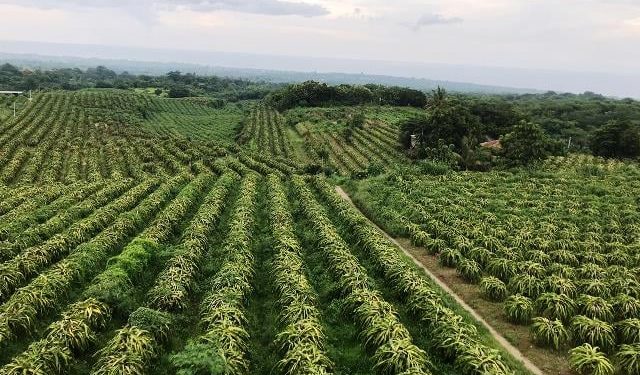 Kebun Buah Naga Pada Sepanjang Mata Memandang di Desa Bulian