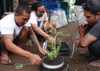 Awalnya Iseng, Dharma Sentosa Kini Jadi Seniman Bonsai dengan Banyak Penghargaan