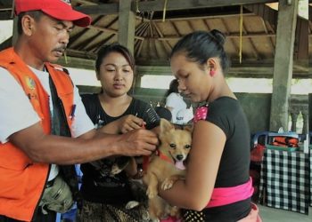 Tinggi Kasus Rabies di Buleleng, Desa Adat Atur Tata Cara Pelihara Anjing Lewat Pararem