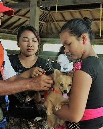 Tinggi Kasus Rabies di Buleleng, Desa Adat Atur Tata Cara Pelihara Anjing Lewat Pararem