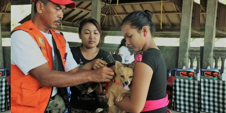 Tinggi Kasus Rabies di Buleleng, Desa Adat Atur Tata Cara Pelihara Anjing Lewat Pararem