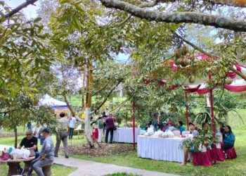 Desa Tajun Buka Destinasi Wisata Buah | Ayo, Berpesta Durian di Bawah Pohonnya…
