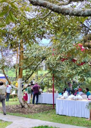 Desa Tajun Buka Destinasi Wisata Buah | Ayo, Berpesta Durian di Bawah Pohonnya…