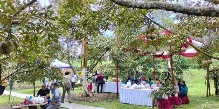 Desa Tajun Buka Destinasi Wisata Buah | Ayo, Berpesta Durian di Bawah Pohonnya…