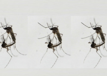 Karakter Si Nyamuk Penyebar DB: Apa Strategi Pencegahannya?