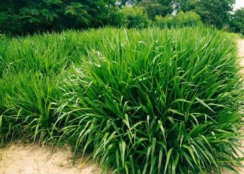 Rumput Odot, Penyelamat Peternak Sapi pada Musim Kering