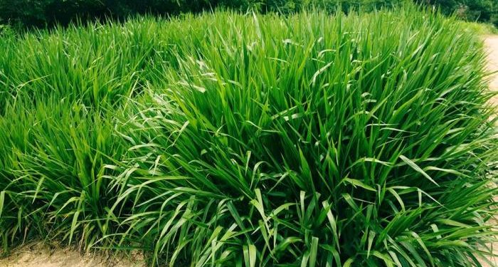 Rumput Odot, Penyelamat Peternak Sapi pada Musim Kering