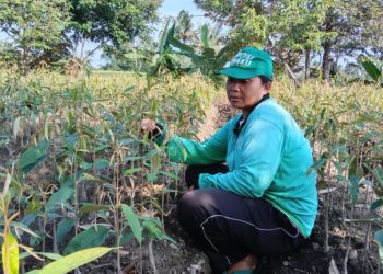 Perempuan-perempuan “Pencipta” Bibit Tanaman Buah dari Desa Sudaji